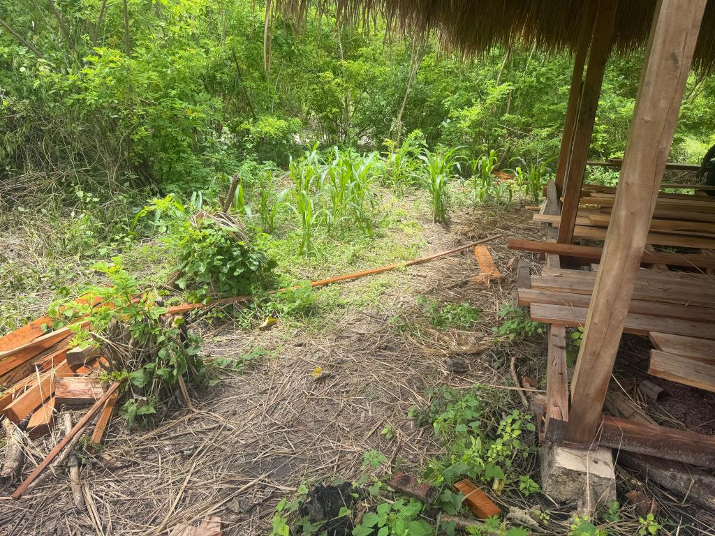 Second Well Cased. Bananas and Papayas Taking&nbsp;Off.