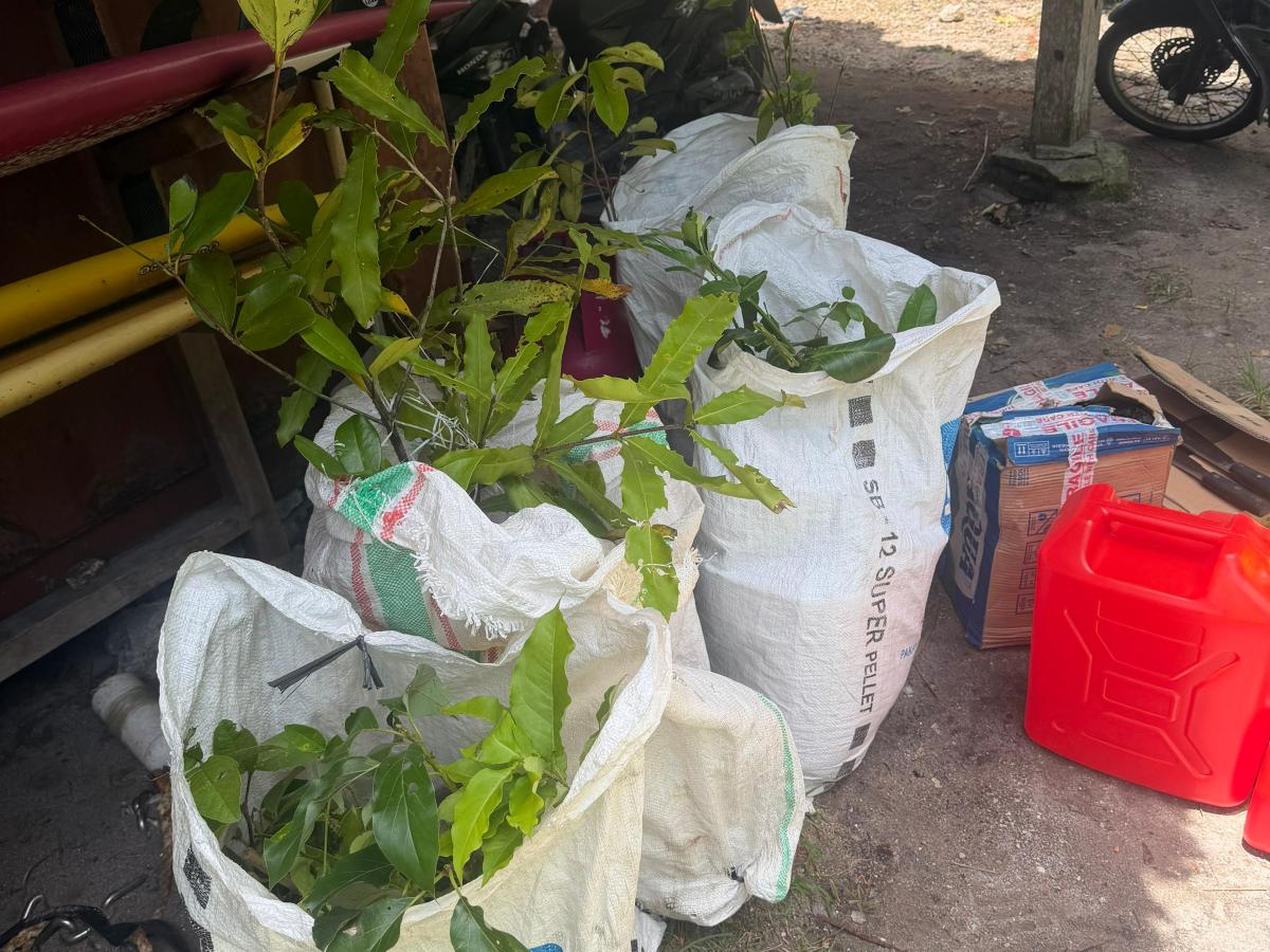 Front Gate In. Fruit Trees from Bali. First Corn&nbsp;Cobbs.