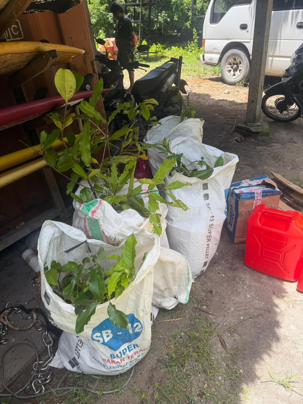 Front Gate In. Fruit Trees from Bali. First Corn&nbsp;Cobbs.